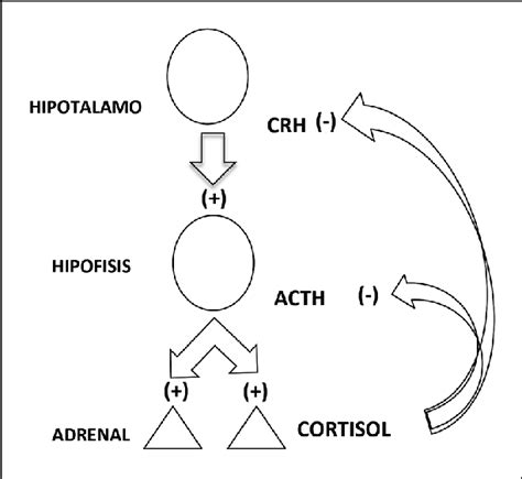 Esquema del eje hipotálamo-hipófisis-adrenal y su regulación.