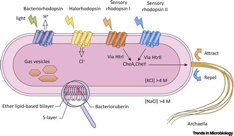 Diagrama esquemático del acoplamiento quimiosmótico en Halobacterium salinarum, mostrando la acción de la bacteriorrodopsina y la ATP sintasa.