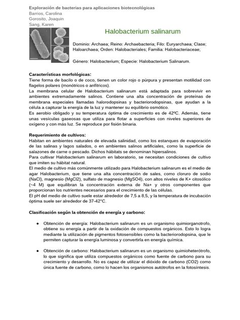 Ilustración de las vesículas de gas de Halobacterium salinarum y su función en la flotación.