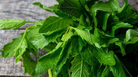 Foto de epazote, donde se aprecian sus hojas e inflorescencias