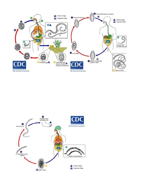 Infografía sobre el ciclo de vida de los parásitos intestinales y cómo actúan las plantas medicinales