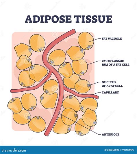 Diagrama comparativo de la estructura del tejido adiposo en hombres y mujeres, destacando las diferencias en la disposición de los lóbulos grasos y las trabéculas fibrosas.