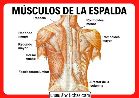 infografía sobre la anatomía de la espalda y su función en el cuerpo