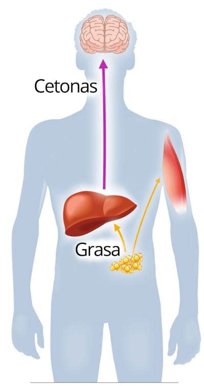 Diagrama esquemático del proceso de descomposición de grasas en cetonas en el cuerpo humano.