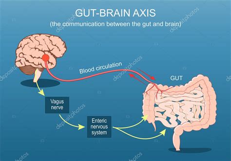 Infografía que muestra la conexión entre el intestino, el microbioma y el cerebro.