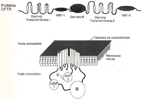 Esquema de la proteína CFTR y su función como canal de cloruro en la membrana celular.