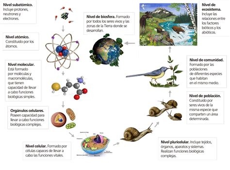 Diagrama que ilustra la disminución de los niveles de RBM22 en tumores de próstata agresivos.