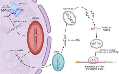 Ilustración esquemática de una molécula de microARN (miR-7) interactuando con células tumorales.