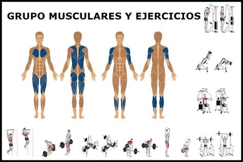 Esquema de un circuito de ejercicios acuáticos con indicaciones de intensidad y grupos musculares trabajados.