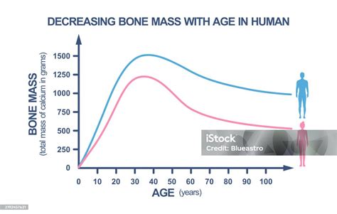Gráfico que muestra la disminución del metabolismo con la edad y cómo la actividad física puede contrarrestarla.