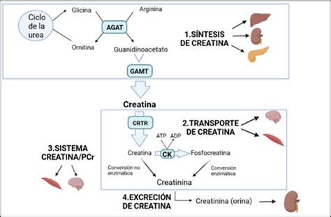 infografía explicando la síntesis de ATP y el papel de la creatina en el músculo
