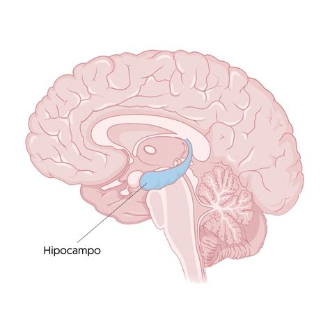 Esquema del cerebro humano destacando el hipocampo y la corteza prefrontal