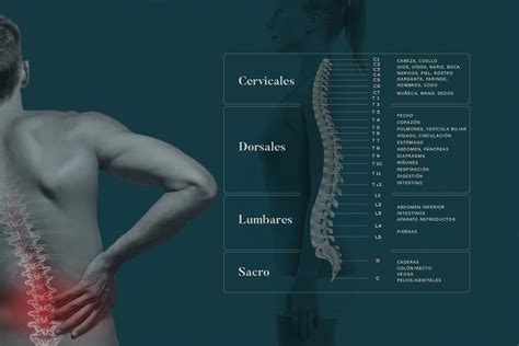 Diagrama que muestra las diferentes zonas de la espalda que cubren los distintos tipos de fajas lumbares.