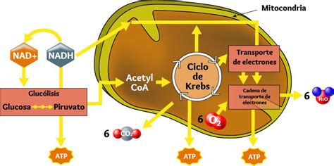 Ilustración esquemática del ciclo de Krebs y la cadena de transporte de electrones dentro de la mitocondria.