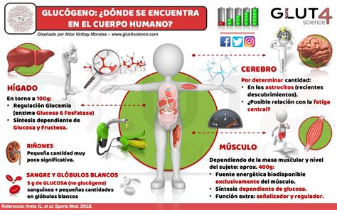 Infografía comparativa de las reservas energéticas del cuerpo humano: glucógeno muscular, glucógeno hepático, grasa corporal.