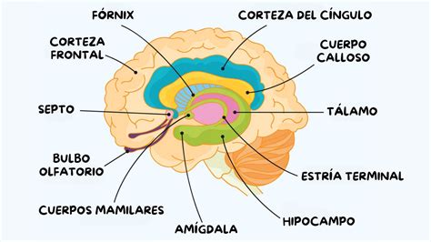 Representación visual del cerebro humano con áreas resaltadas relacionadas con las funciones motoras y cognitivas afectadas por un ictus.