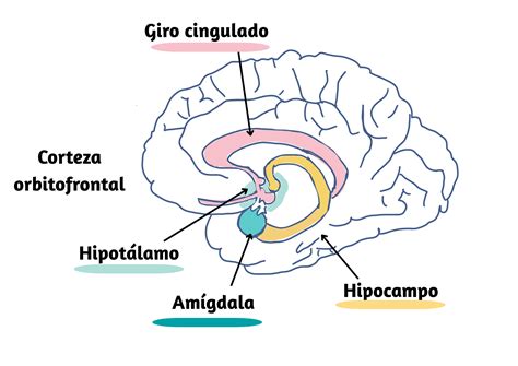 Diagrama simplificado del cerebro mostrando la ínsula, el hipotálamo y el núcleo accumbens, y sus conexiones.