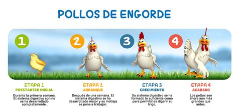 Infografía mostrando el rango de temperaturas óptimas para pollos de engorde en diferentes etapas de crecimiento.