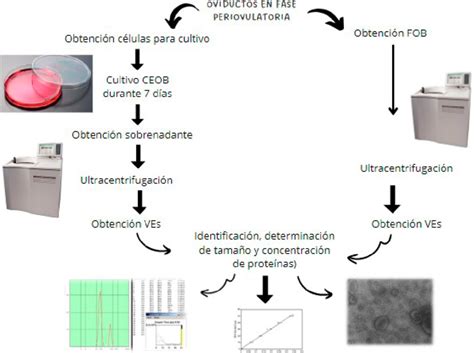 Esquema del diseño experimental de la galera, mostrando la división en cubículos y la distribución de los tratamientos.