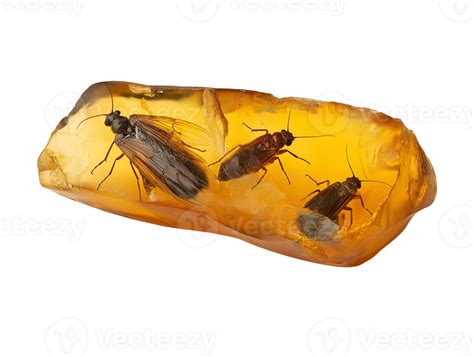 Ilustración de un insecto en ámbar del Eoceno.