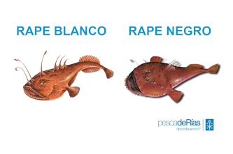 Ilustración comparativa del rape blanco y el rape negro, destacando sus diferencias visuales.