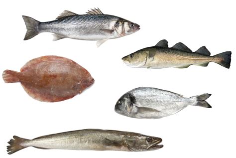 Un collage de diferentes pescados blancos: lenguado, lubina, merluza y bacalao.
