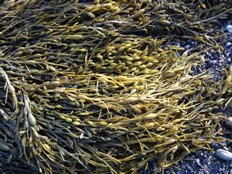 imagen ilustrativa de algas marinas (Ascophyllum nodosum) y racimos de uvas, resaltando sus componentes polifenólicos.