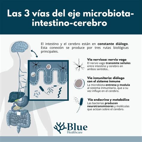Infografía: conexión intestino-cerebro y el papel de la fibra de los aguacates.