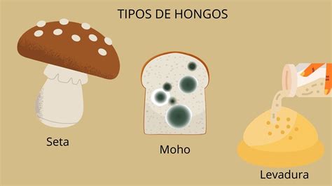 Ilustración de diversos tipos de hongos, incluyendo setas, mohos y levaduras, mostrando su variabilidad morfológica.