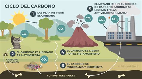 Diagrama que ilustra el ciclo del carbono y el papel de los hongos en la descomposición de materia orgánica en el suelo.