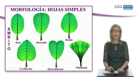 Ilustración detallada de las hojas lobuladas características del roble y su coloración otoñal.