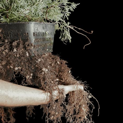 Infografía que muestra las diferentes etapas del engrosamiento de un tronco de bonsái a lo largo de varios años.