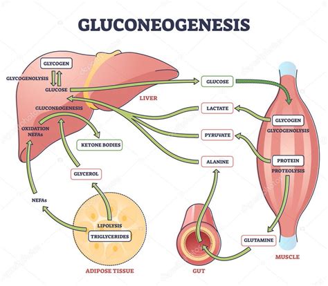 Esquema del proceso de gluconeogénesis