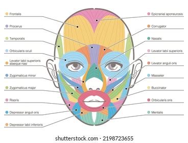 Ilustración de los músculos faciales principales