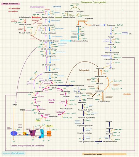 Esquema de una ruta metabólica con enzimas y sustratos