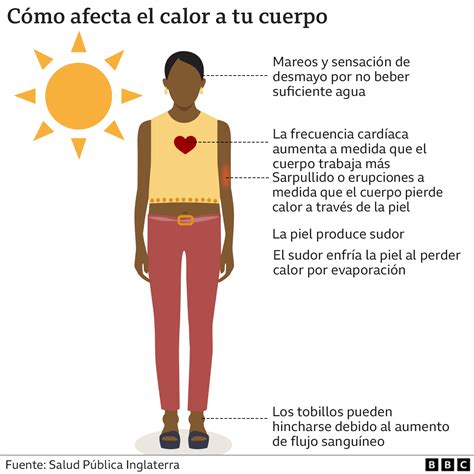 Ilustración de los efectos del calor en el cuerpo humano, mostrando la vasodilatación cutánea y la posible insuficiencia circulatoria.