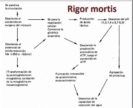 Ilustración detallada del proceso de rigor mortis en el pescado, mostrando las fases y los factores que influyen.