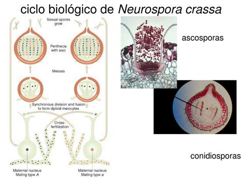 Diagrama esquemático de Neurospora crassa mostrando sus características morfológicas y ciclo de vida