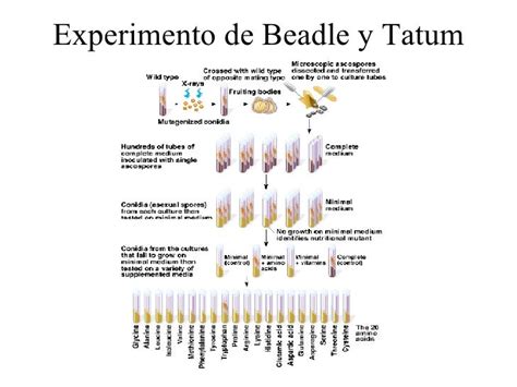 Infografía detallando los pasos del experimento de Beadle y Tatum con Neurospora crassa y mutantes nutricionales