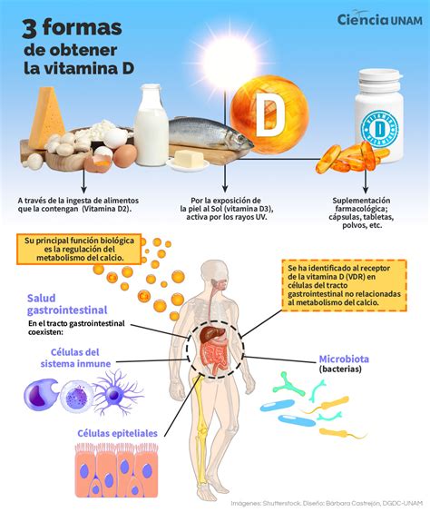 ilustración científica sobre la importancia de la vitamina D para el sistema óseo