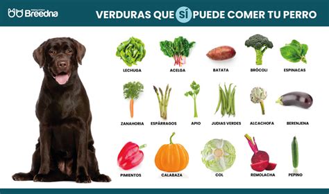 Imagen de un cuenco de pienso para perros con frutas y verduras bajas en purinas.