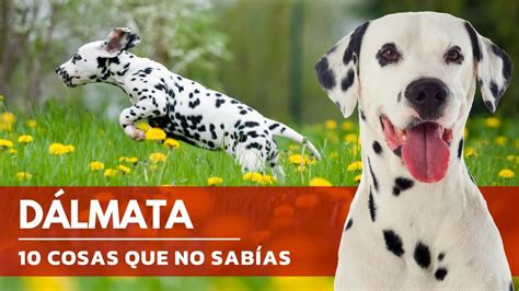 Collage de imágenes: un dálmata junto a un camión de bomberos, escenas de la película 