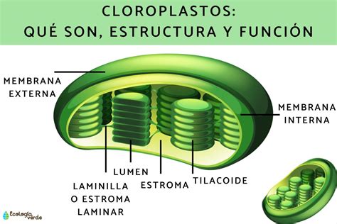 Diagrama esquemático de la estructura de un cloroplasto, mostrando sus membranas, estroma y tilacoides.