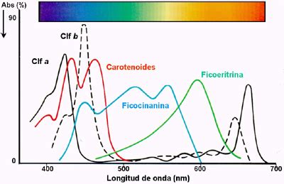 Esquema de absorción de luz por diferentes pigmentos fotosintéticos (clorofila a, b, carotenoides).