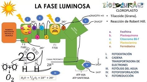 Esquema simplificado de las reacciones de la fase luminosa de la fotosíntesis, mostrando el transporte de electrones y la síntesis de ATP y NADPH.