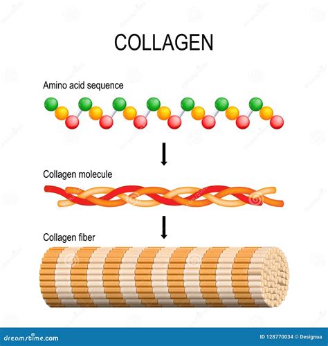 Ilustración mostrando la estructura molecular del colágeno y su función en la piel.