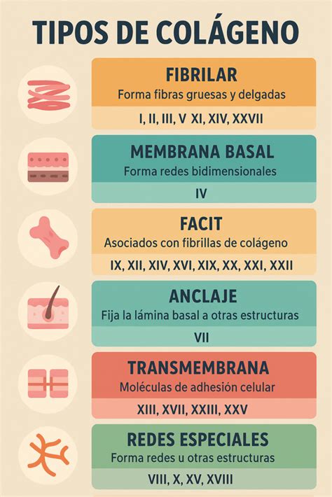 Diagrama mostrando los diferentes tipos de colágeno y sus áreas de acción en el cuerpo.