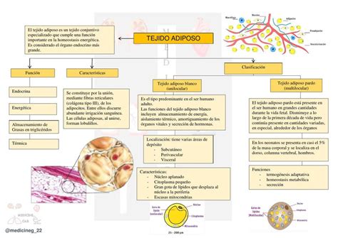 Diagrama esquemático del tejido adiposo marrón y su función termogénica.