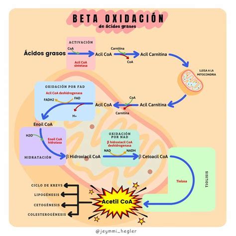 Infografía sobre el proceso de beta-oxidación de los ácidos grasos en la mitocondria.