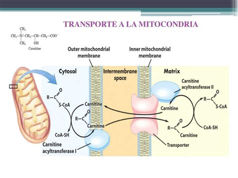 Diagrama ilustrando el transporte de ácidos grasos a la mitocondria.